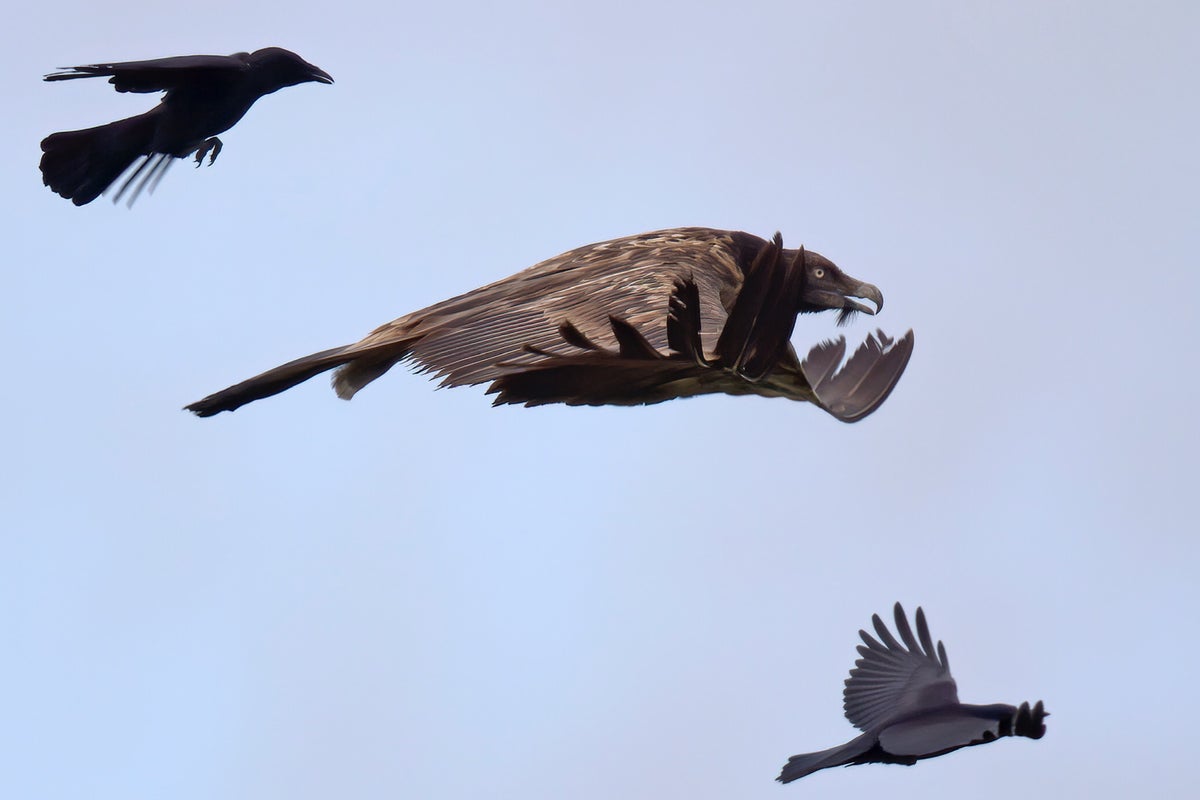 ビリヤードキューVULTURE Vigo Peter Coe.jpeg?width=1200